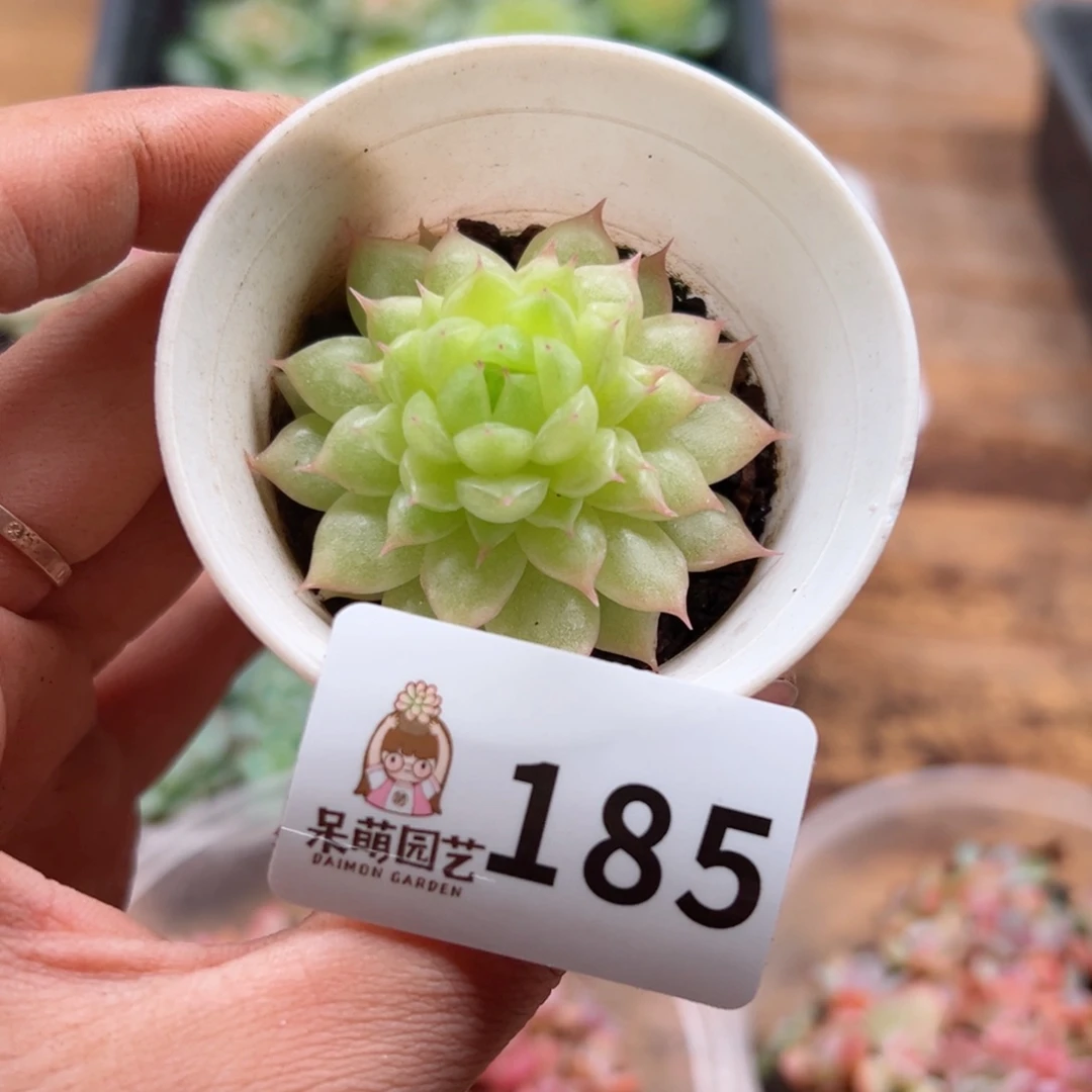 多肉植物多肉植物