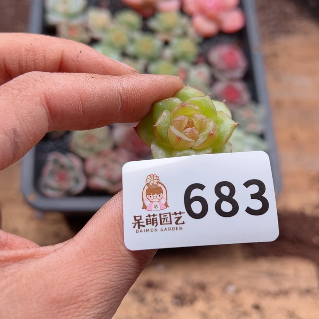 钱****?多肉植物多肉植物