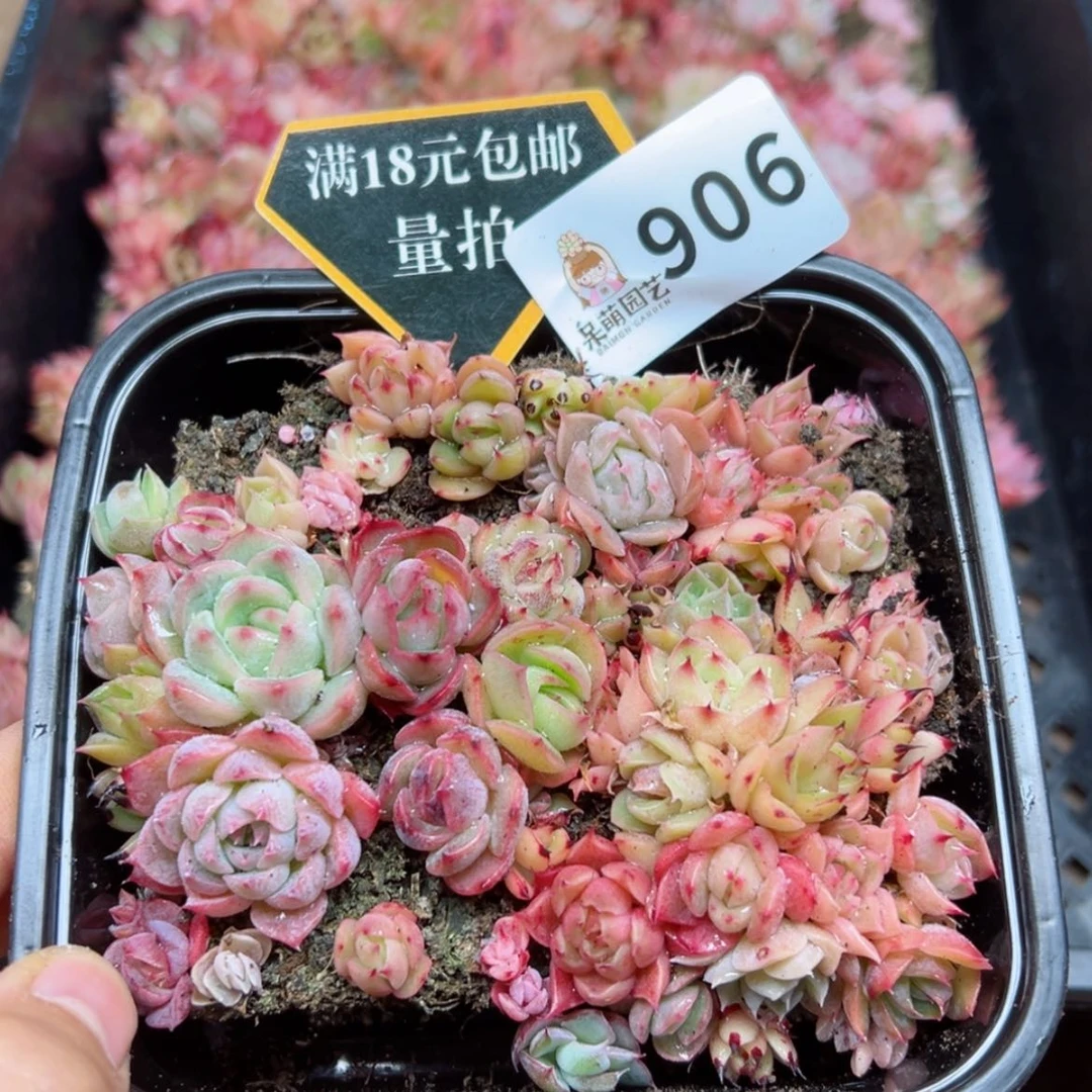 【闪购商品】多肉植物