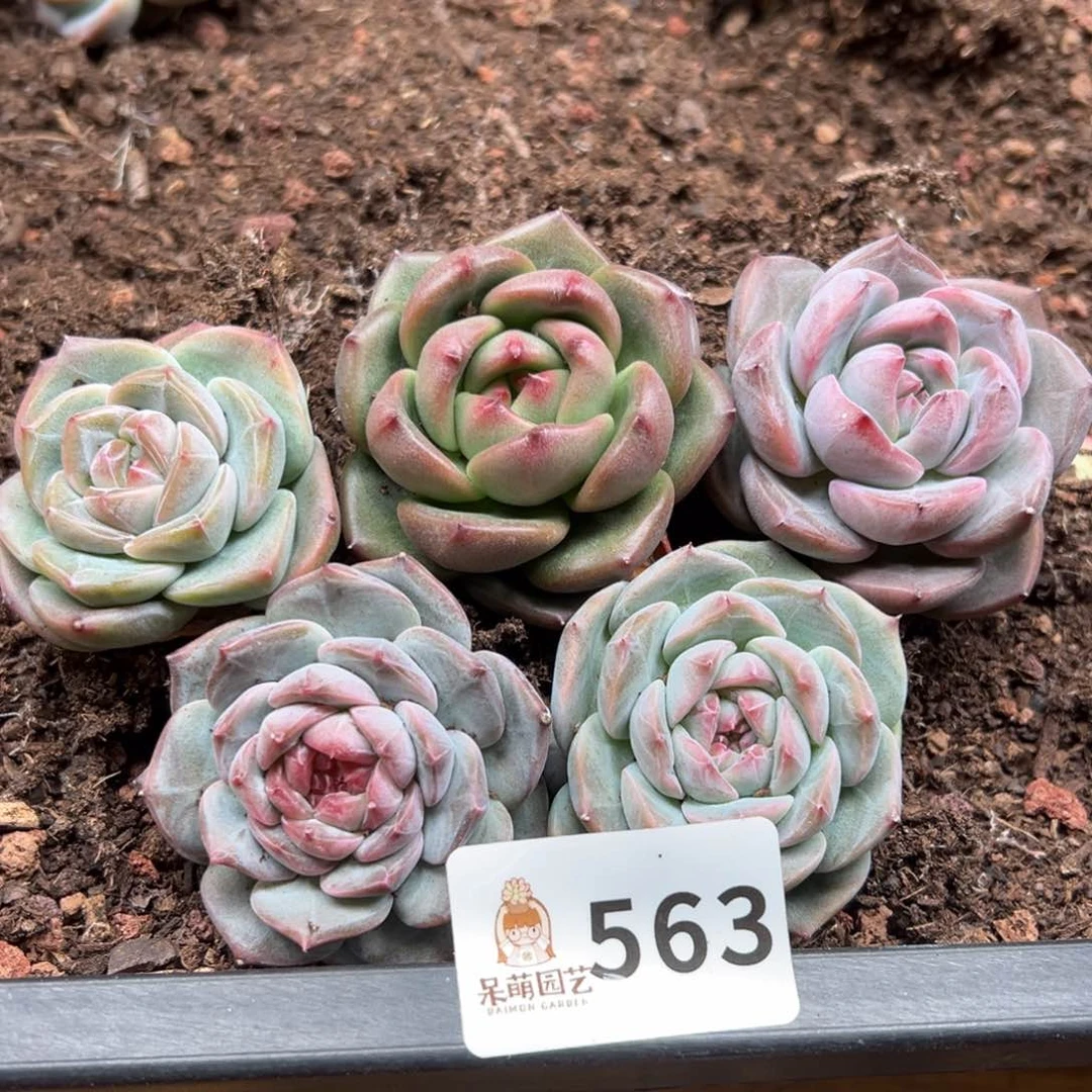 多肉植物多肉植物