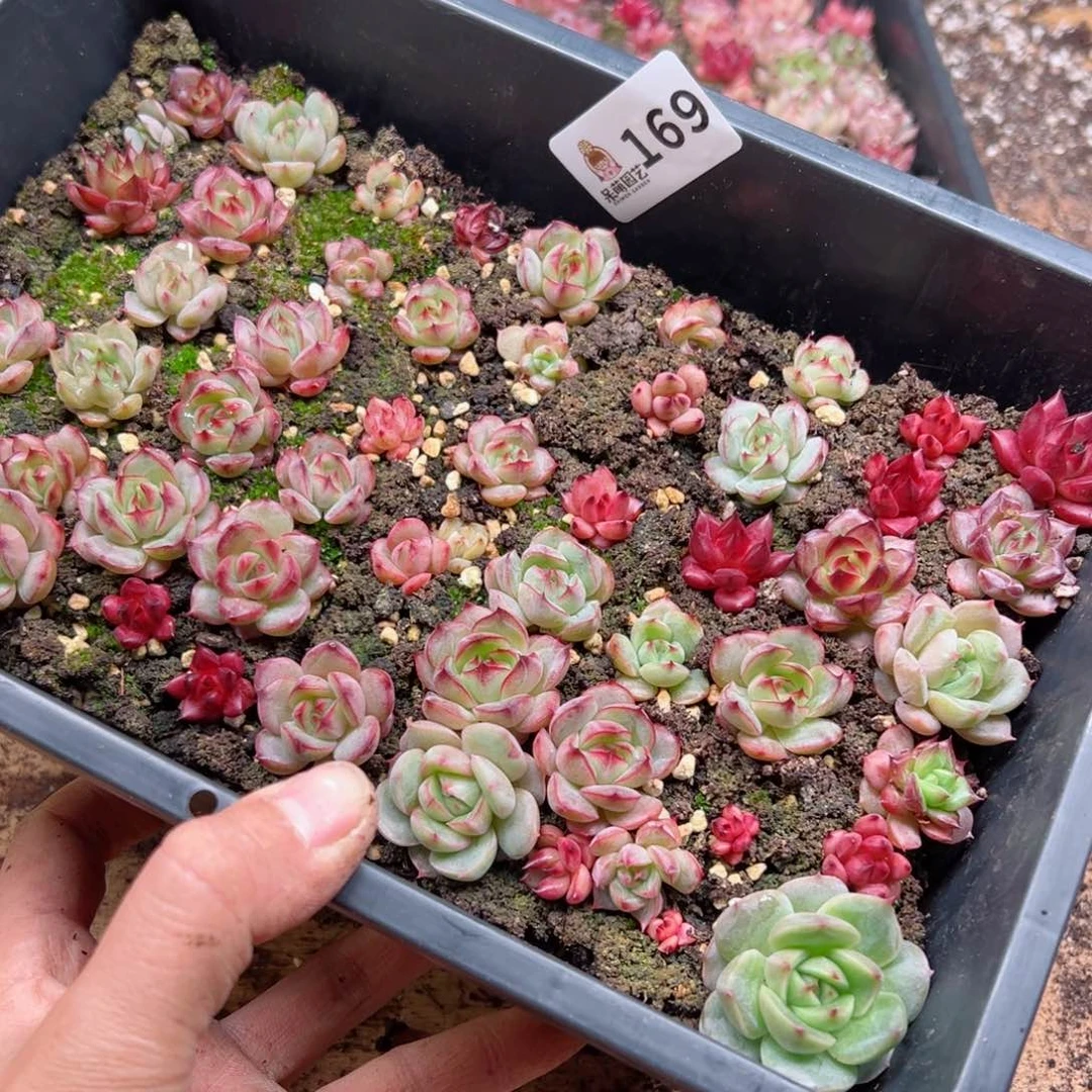 ?****?多肉植物多肉植物