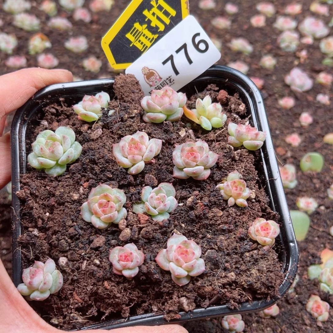 多肉植物多肉植物