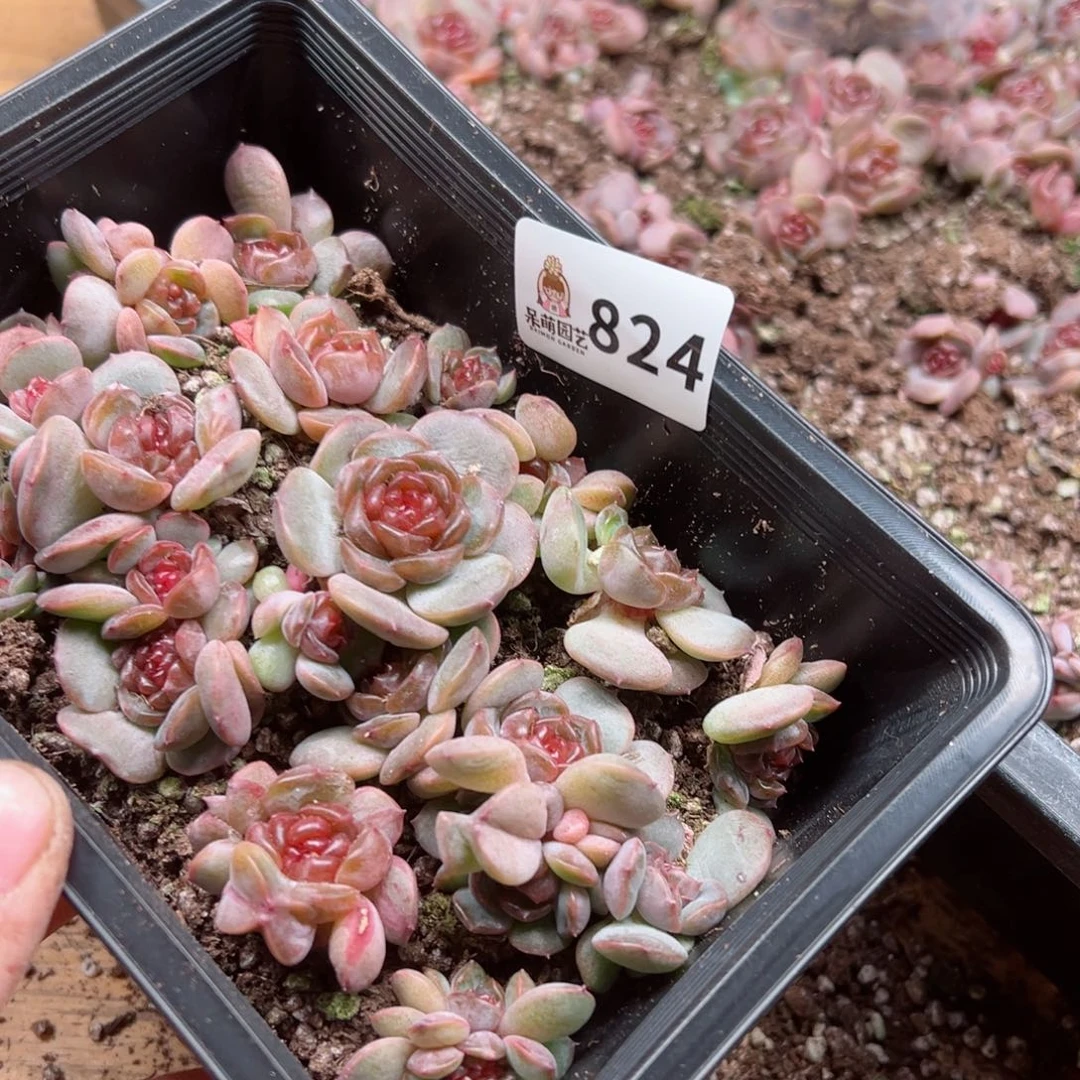 玲*多肉植物多肉植物