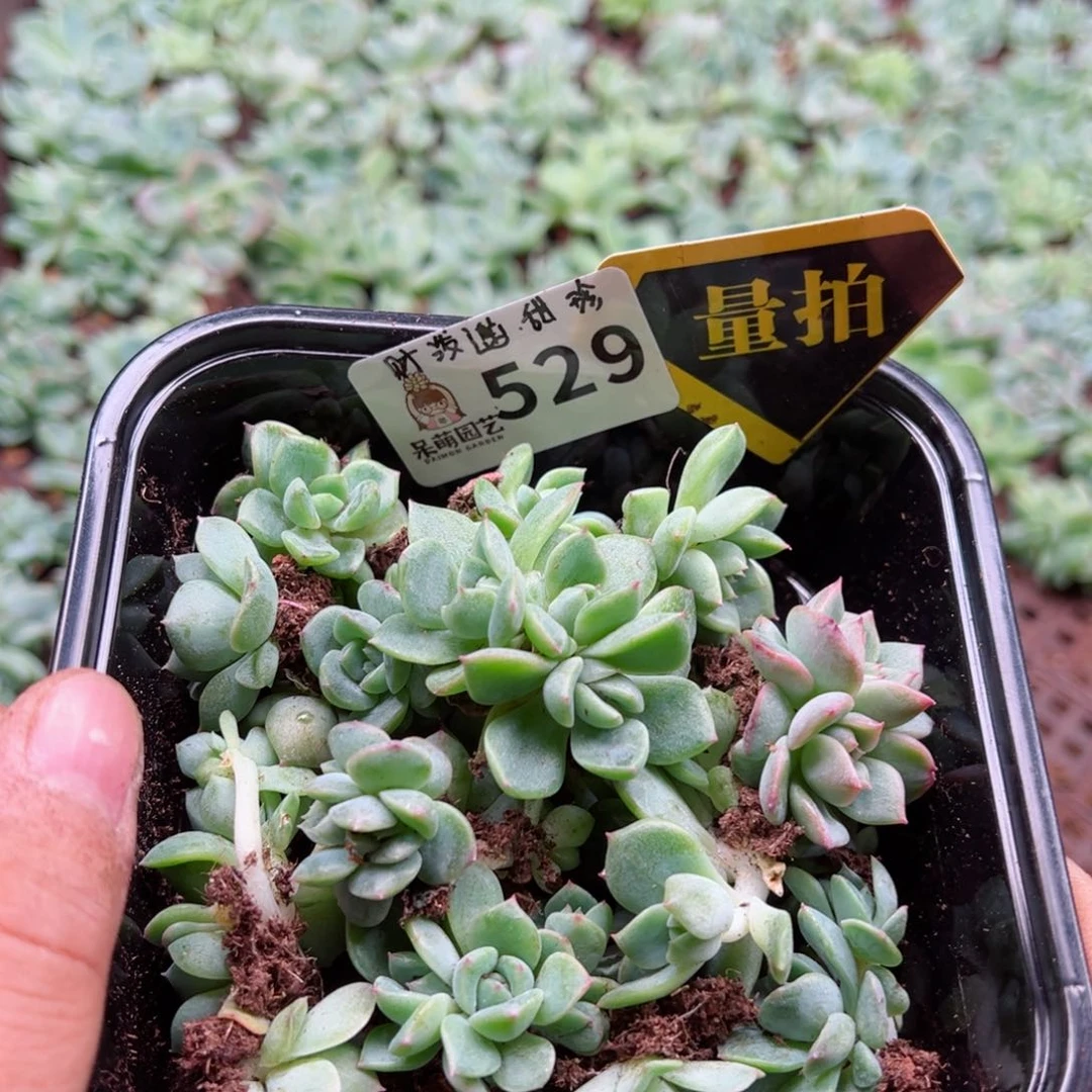 多肉植物多肉植物