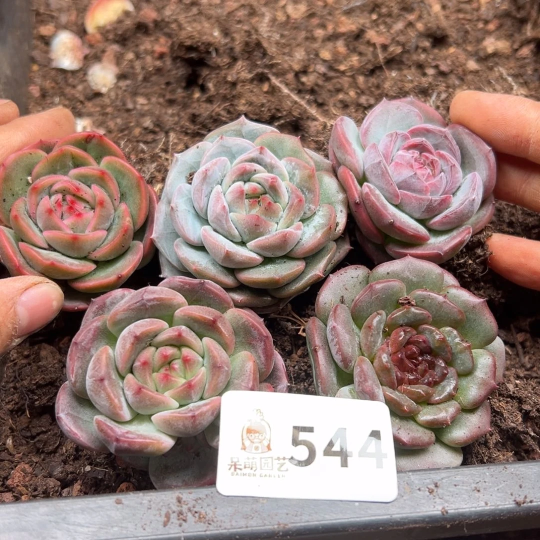 多肉植物多肉植物