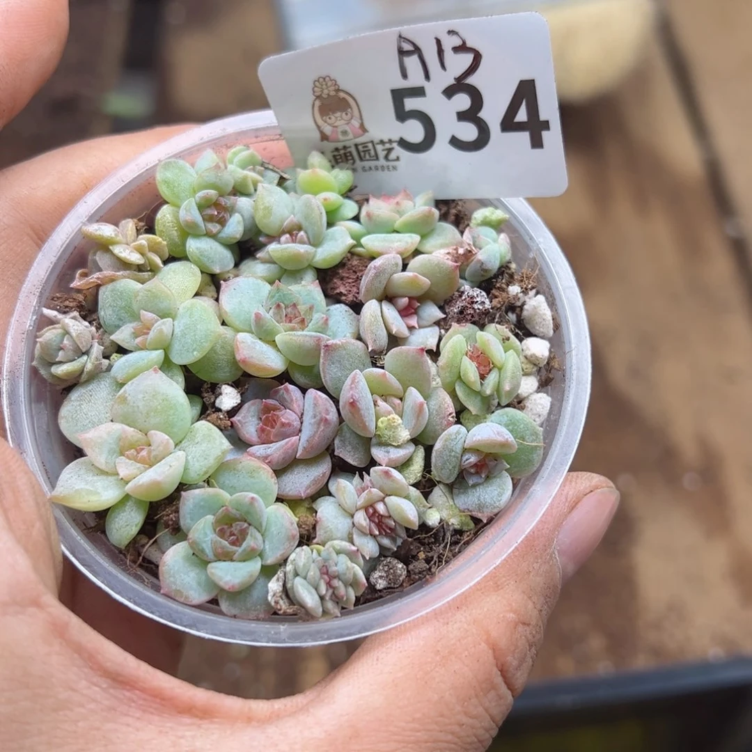 I****.多肉植物多肉植物