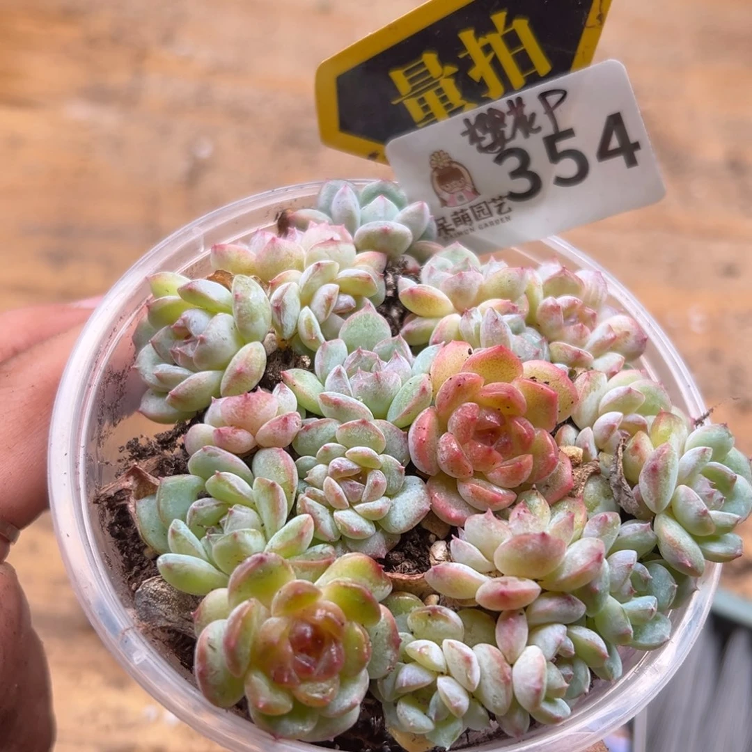 多肉植物多肉植物