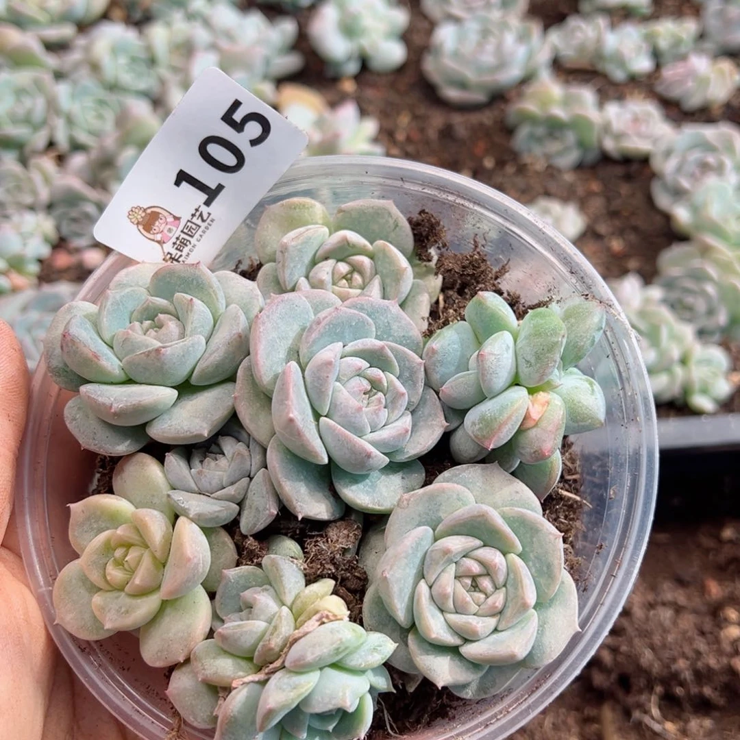 多肉植物多肉植物