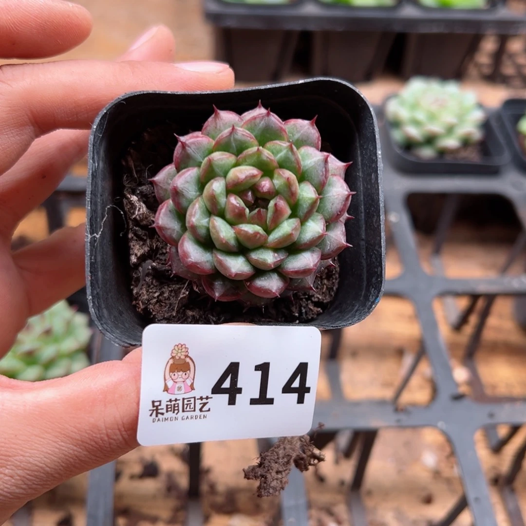 多肉植物多肉植物