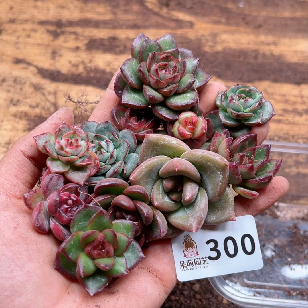 多肉植物多肉植物