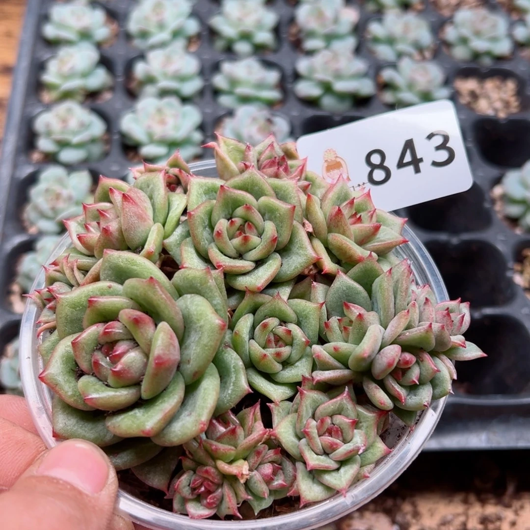 多肉植物多肉植物