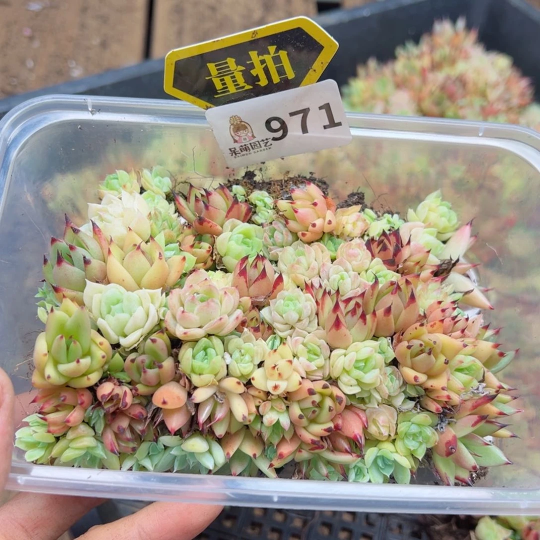 多肉植物多肉植物