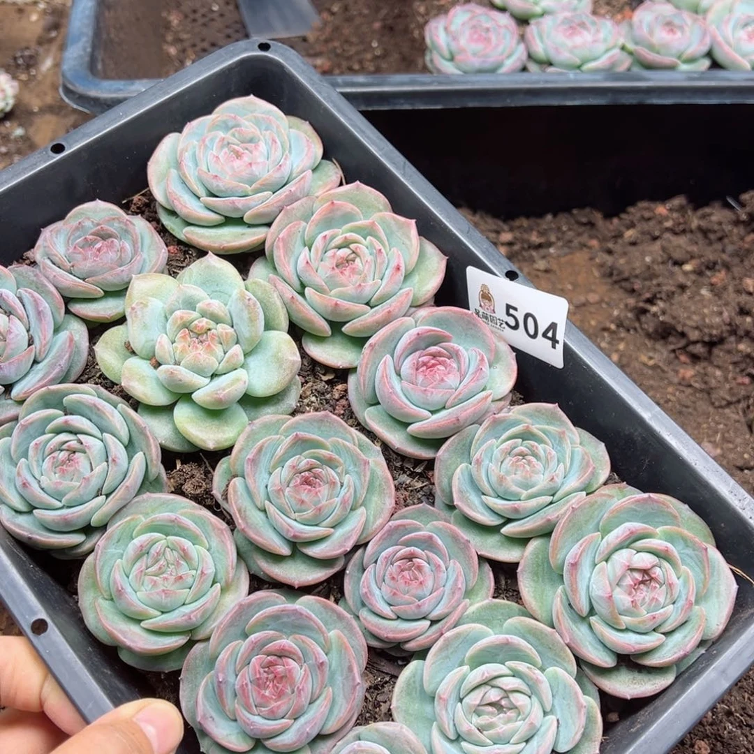 枫****园多肉植物多肉植物