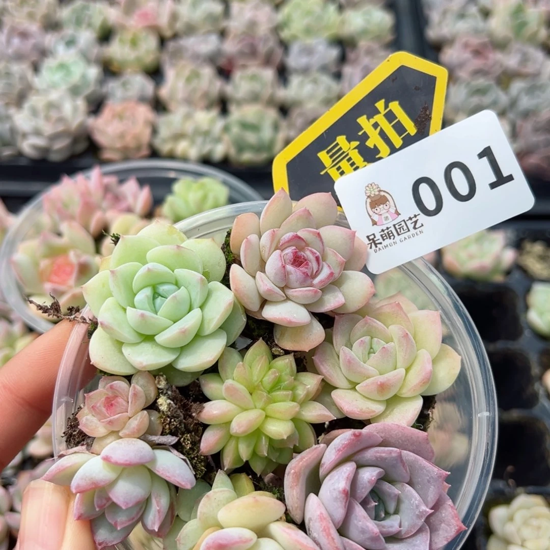 多肉植物多肉植物