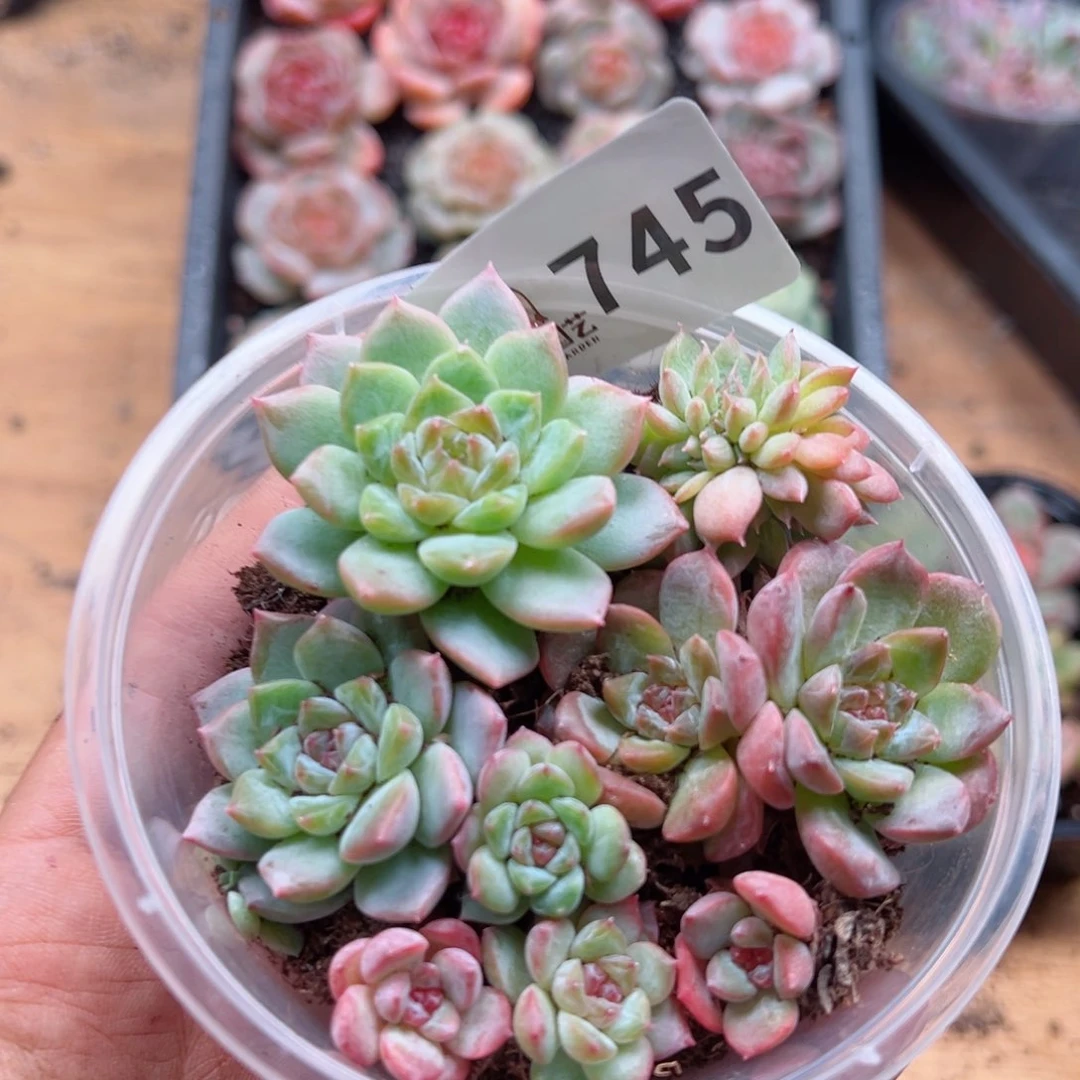 多肉植物多肉植物