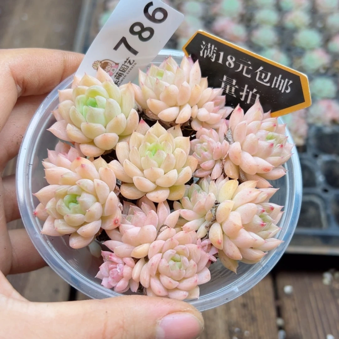 【闪购商品】多肉植物