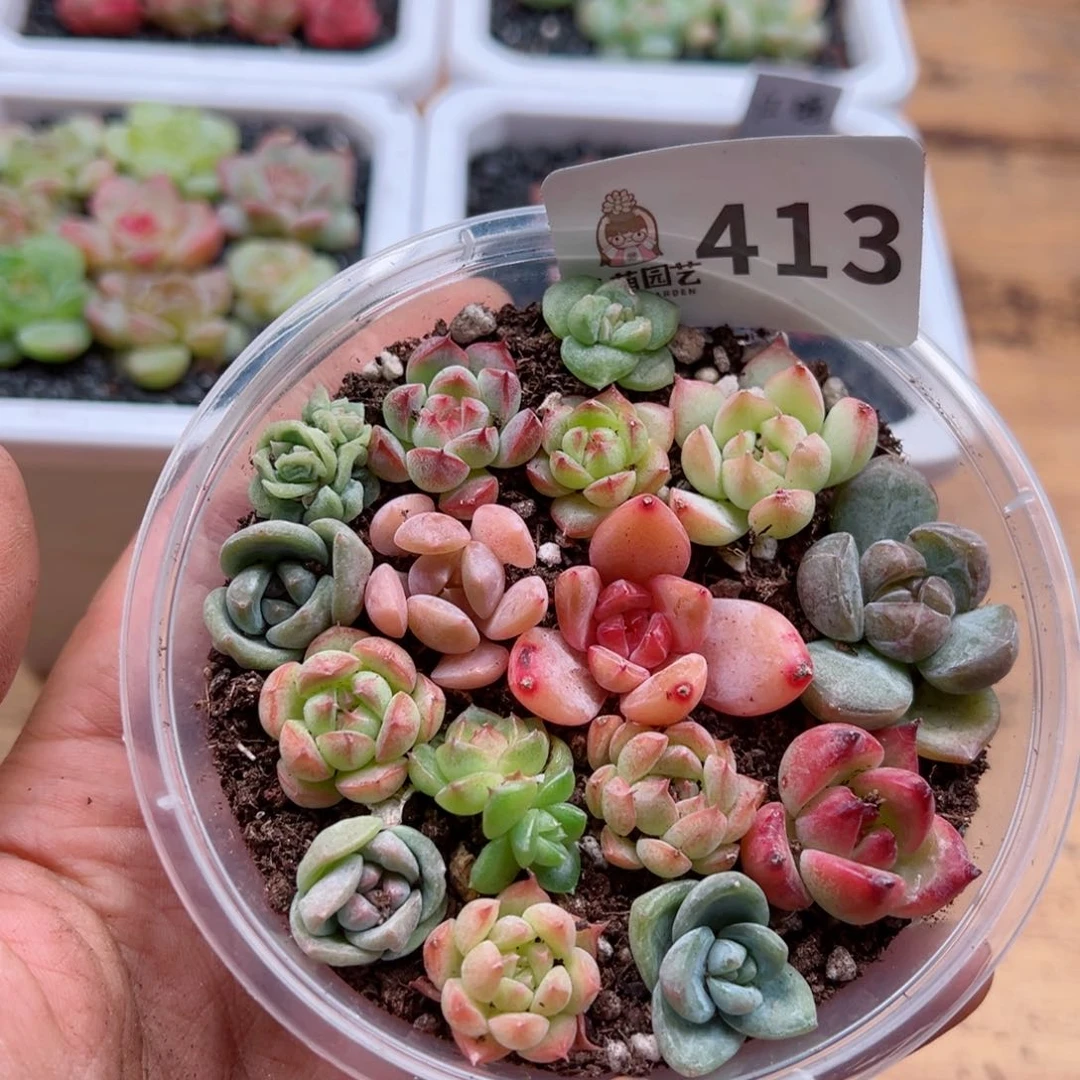 多肉植物多肉植物