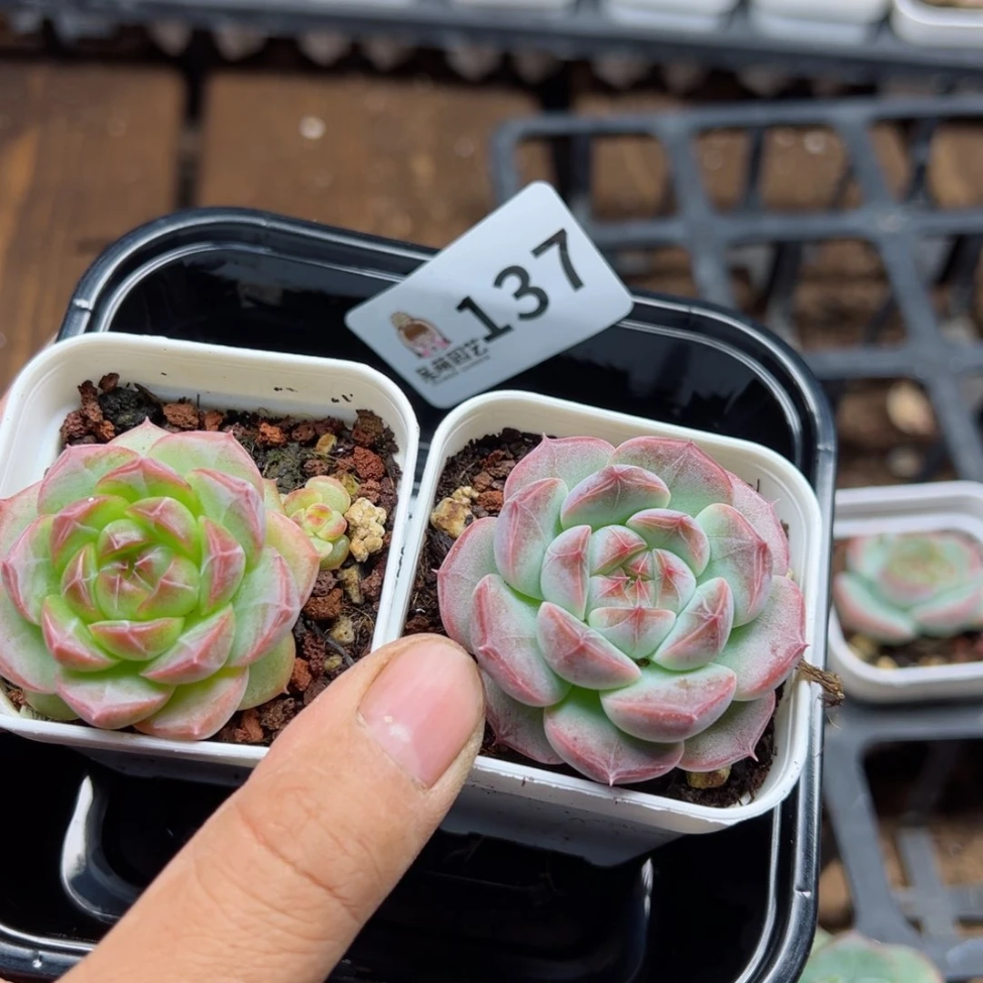多肉植物多肉植物