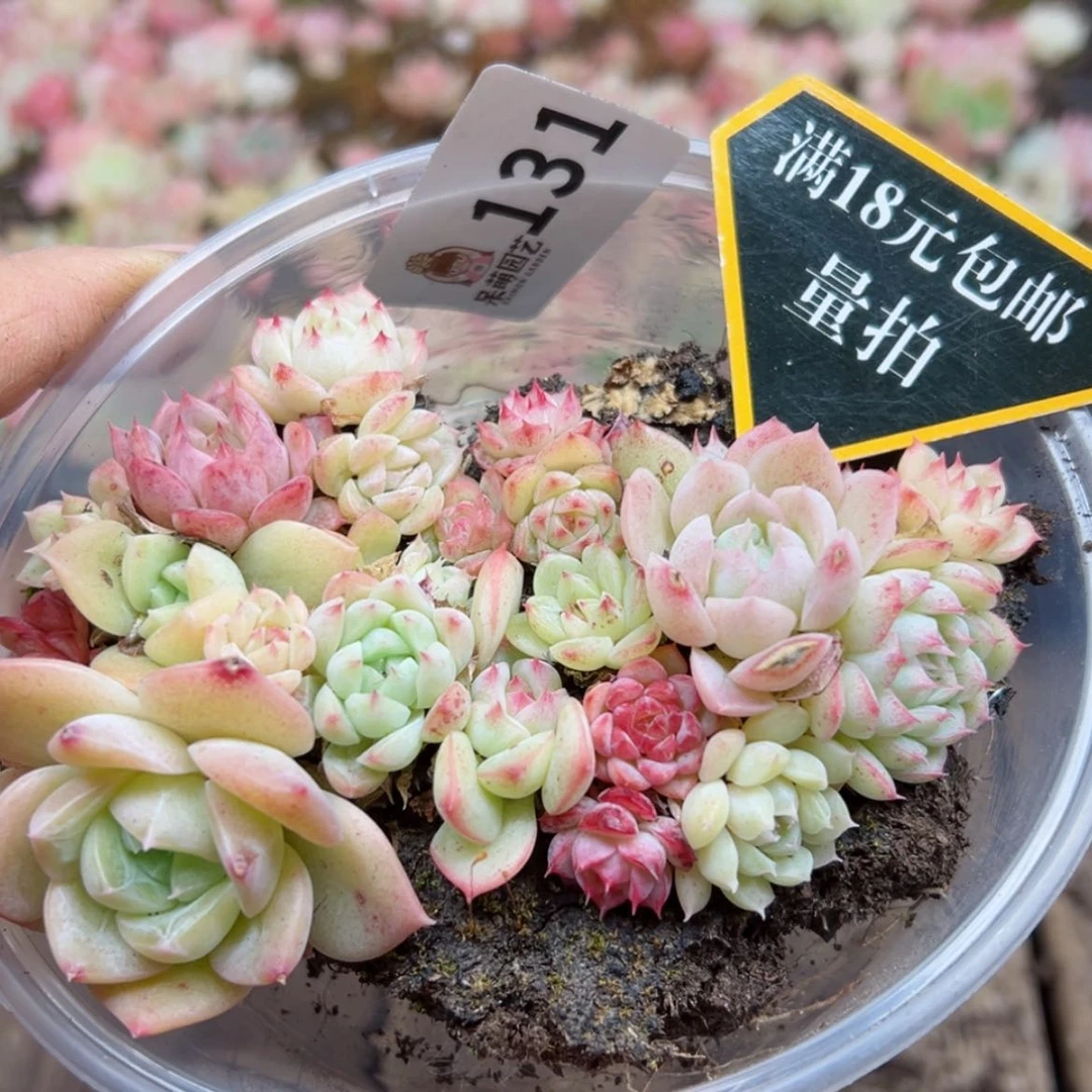 【闪购商品】多肉植物