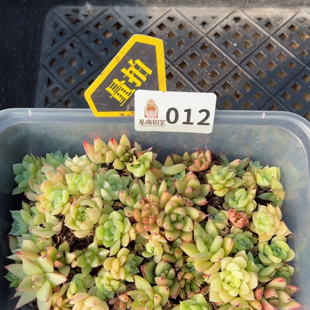多肉植物多肉植物