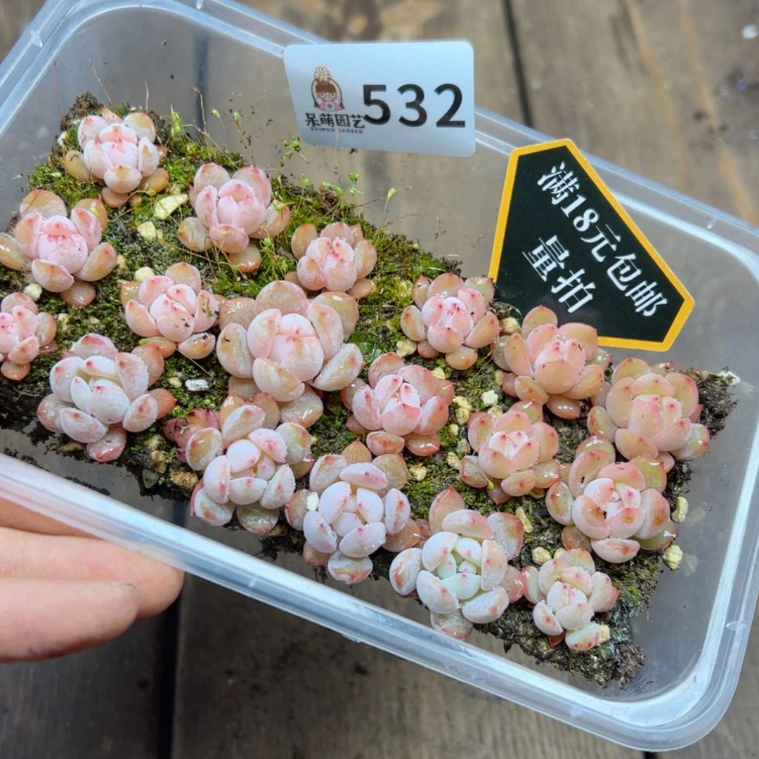 【闪购商品】多肉植物