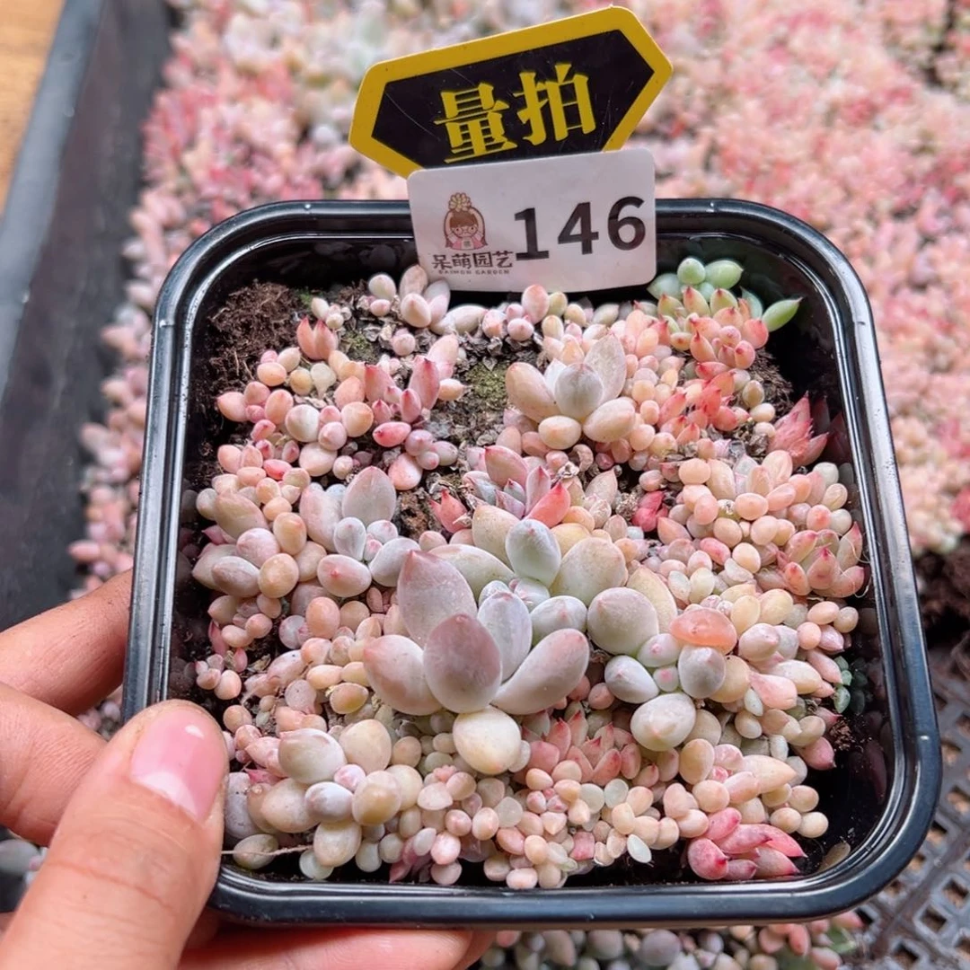 多肉植物多肉植物