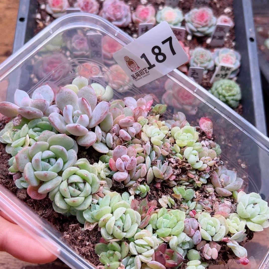 多肉植物多肉植物