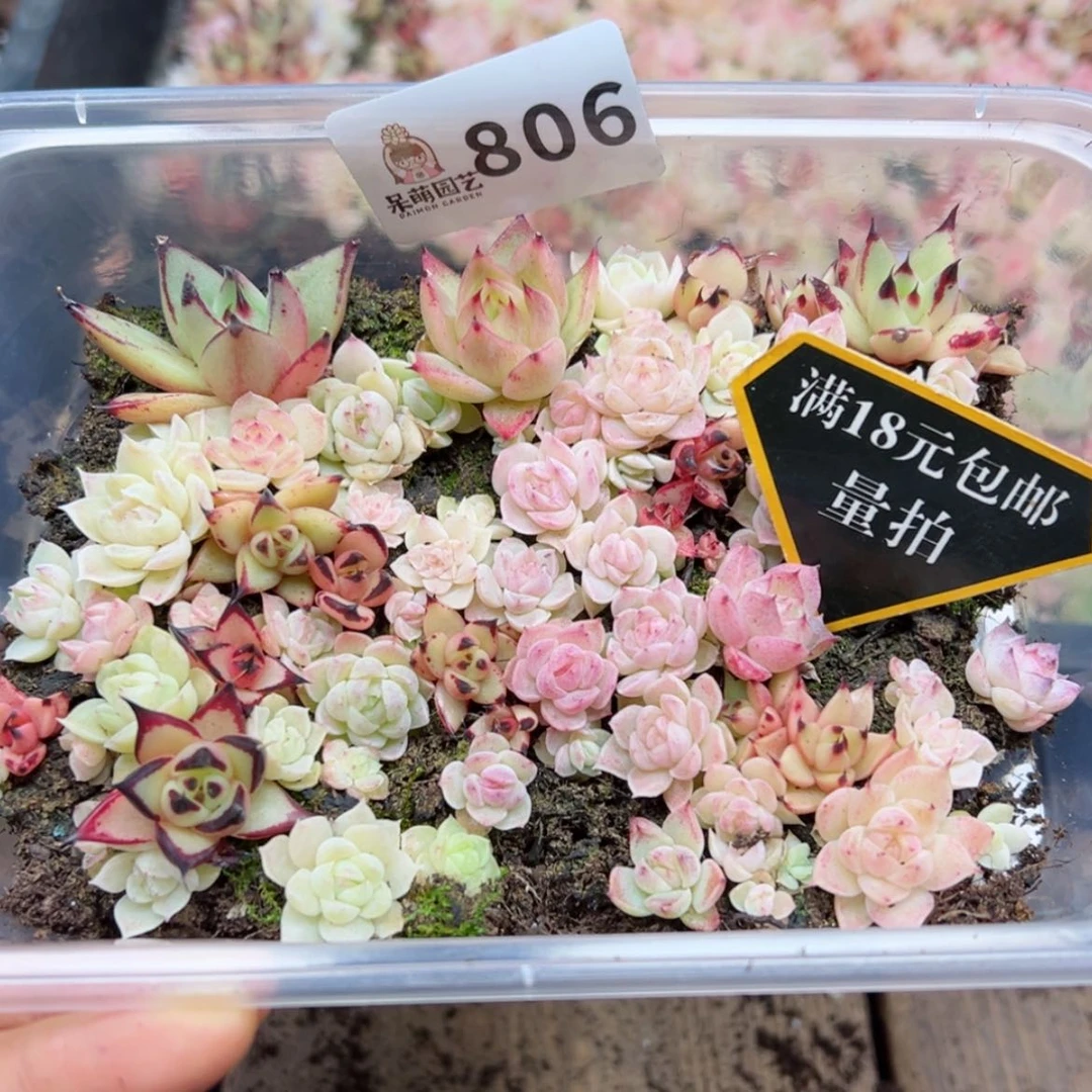 【闪购商品】多肉植物