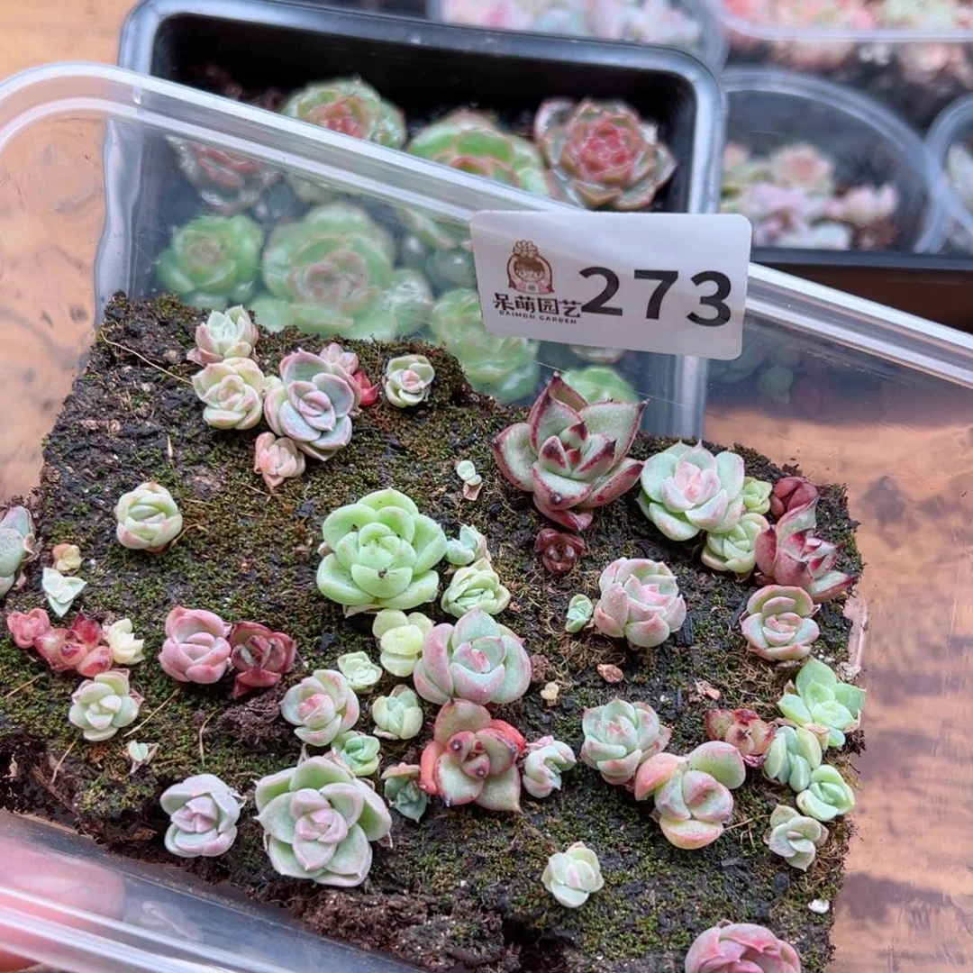 多肉植物多肉植物