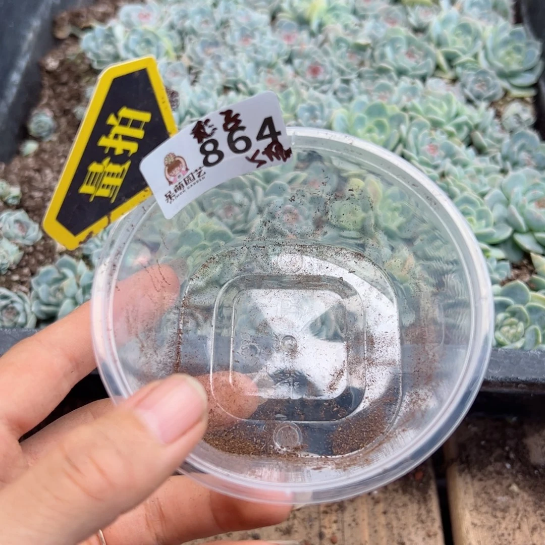 多肉植物多肉植物