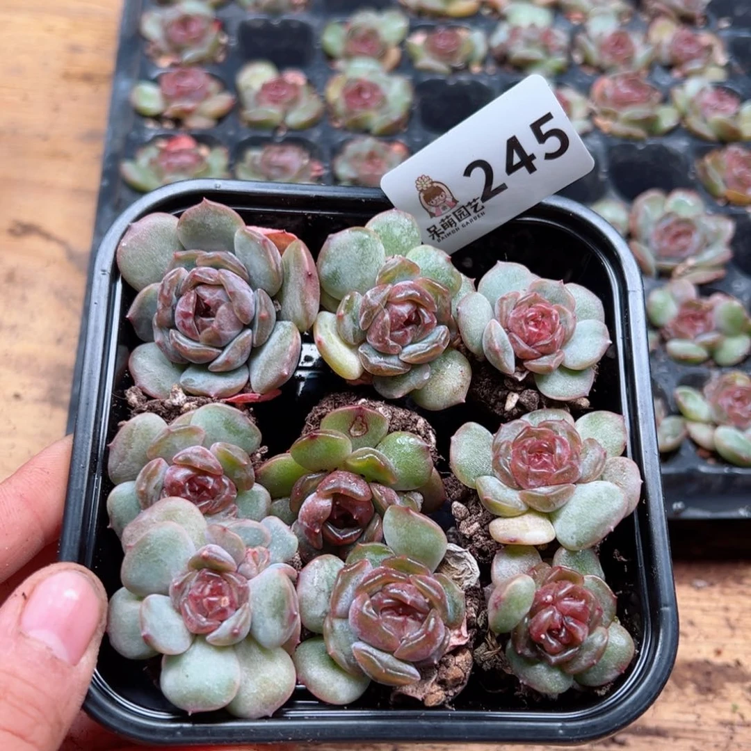 顺****好多肉植物多肉植物