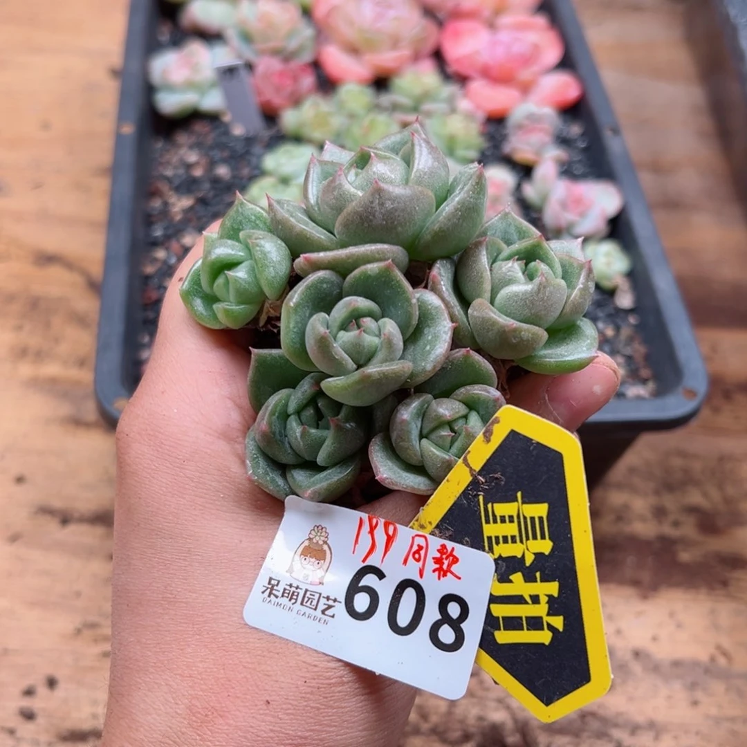 多肉植物多肉植物