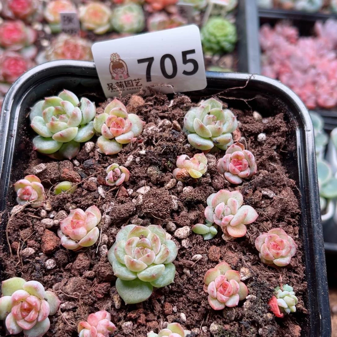 多肉植物多肉植物