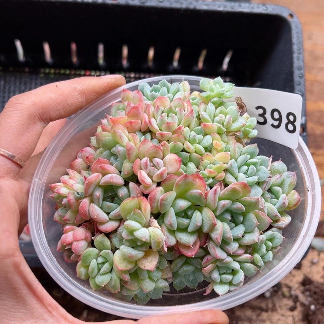 多肉植物多肉植物