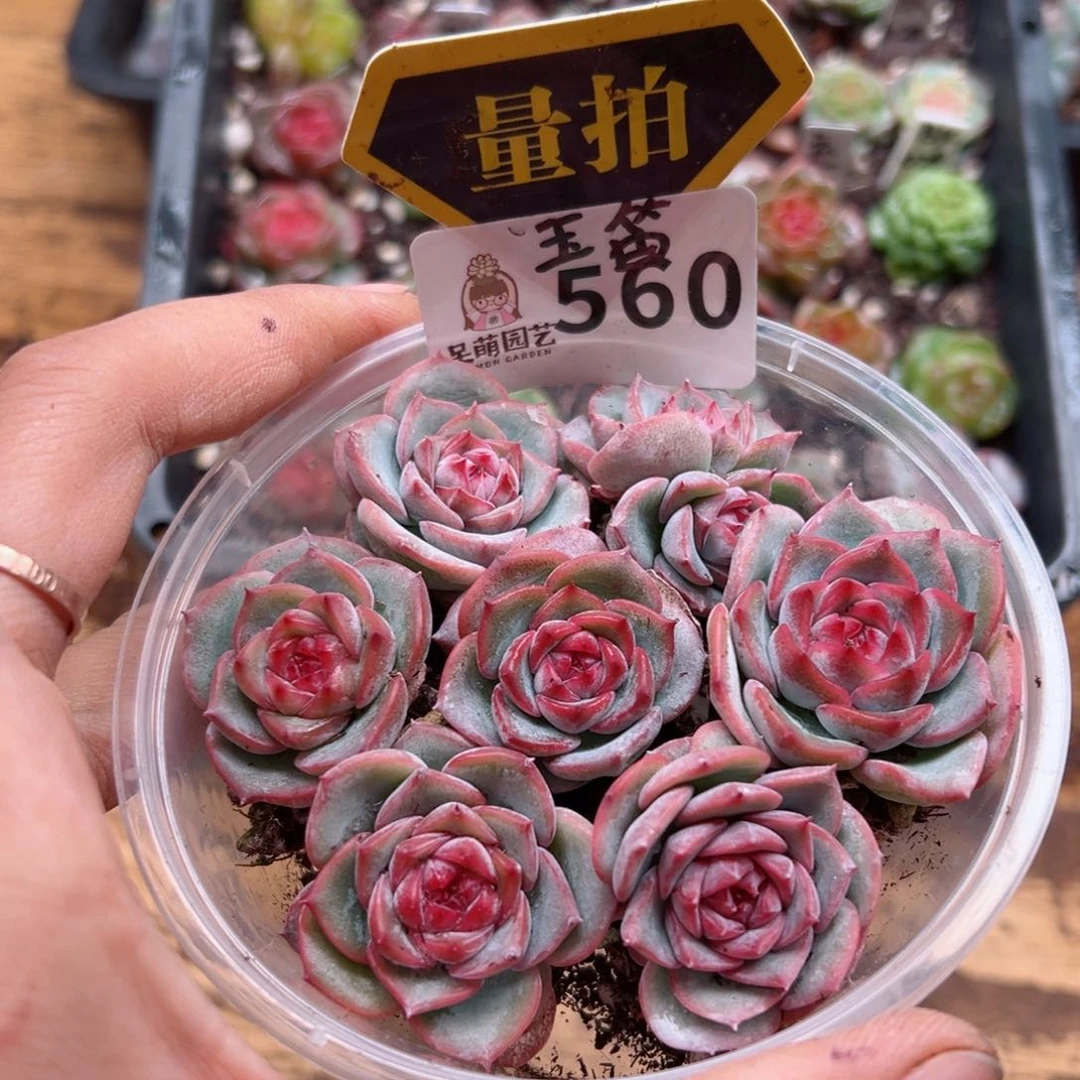 多肉植物多肉植物
