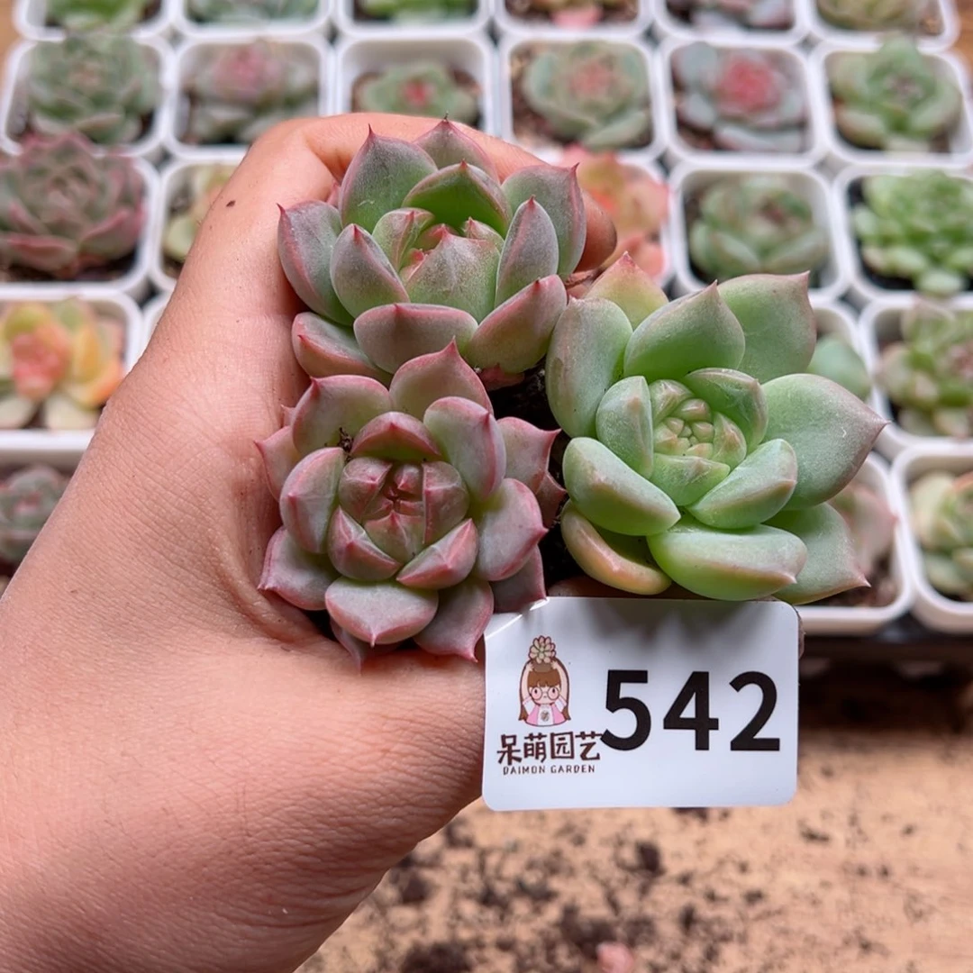 多肉植物多肉植物