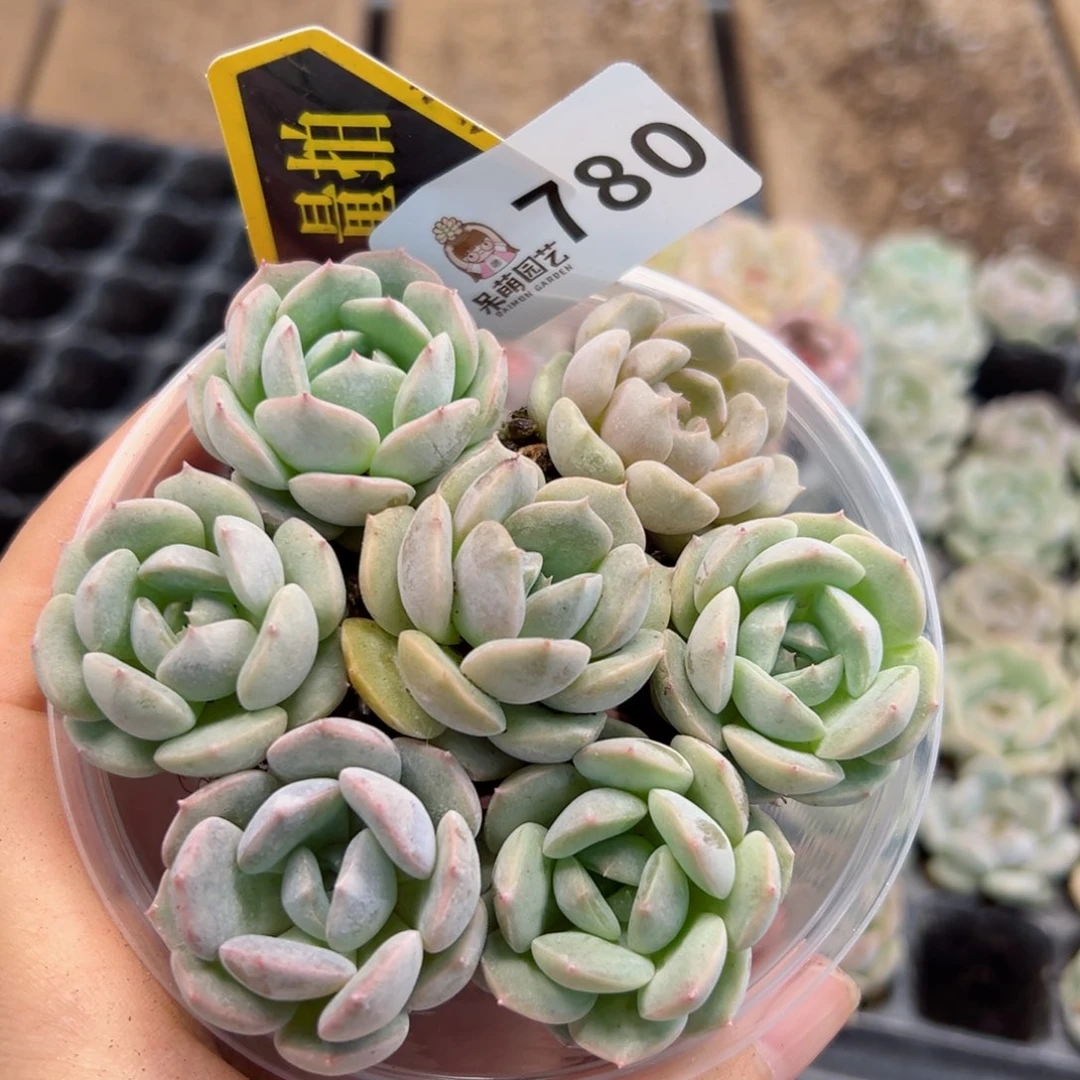 多肉植物多肉植物