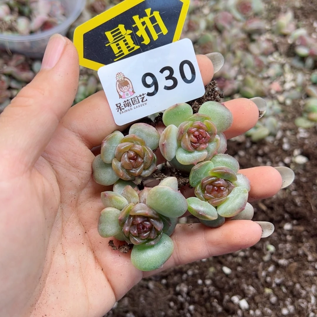 多肉植物多肉植物