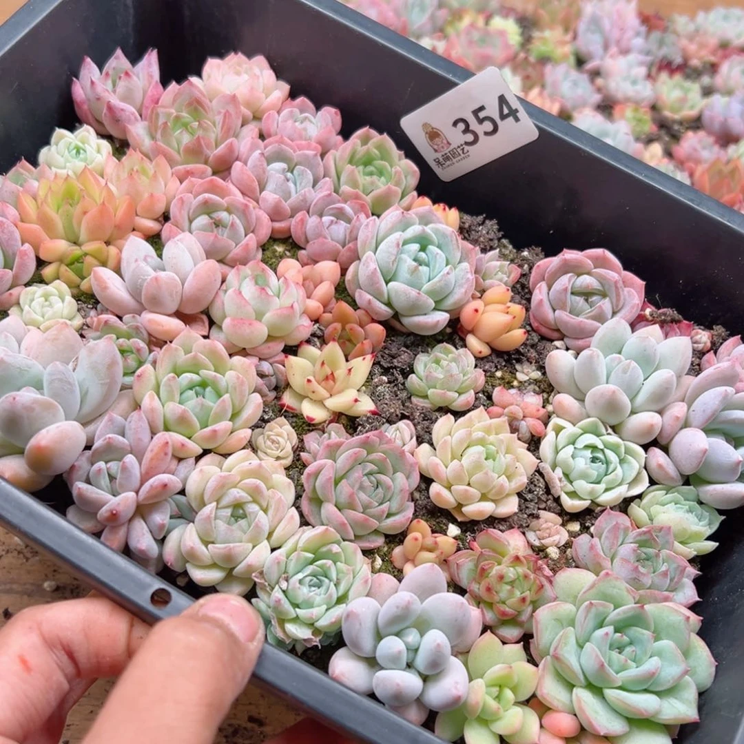 多肉植物多肉植物