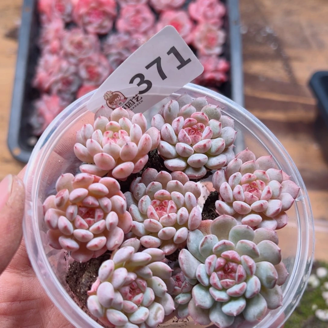 多肉植物多肉植物