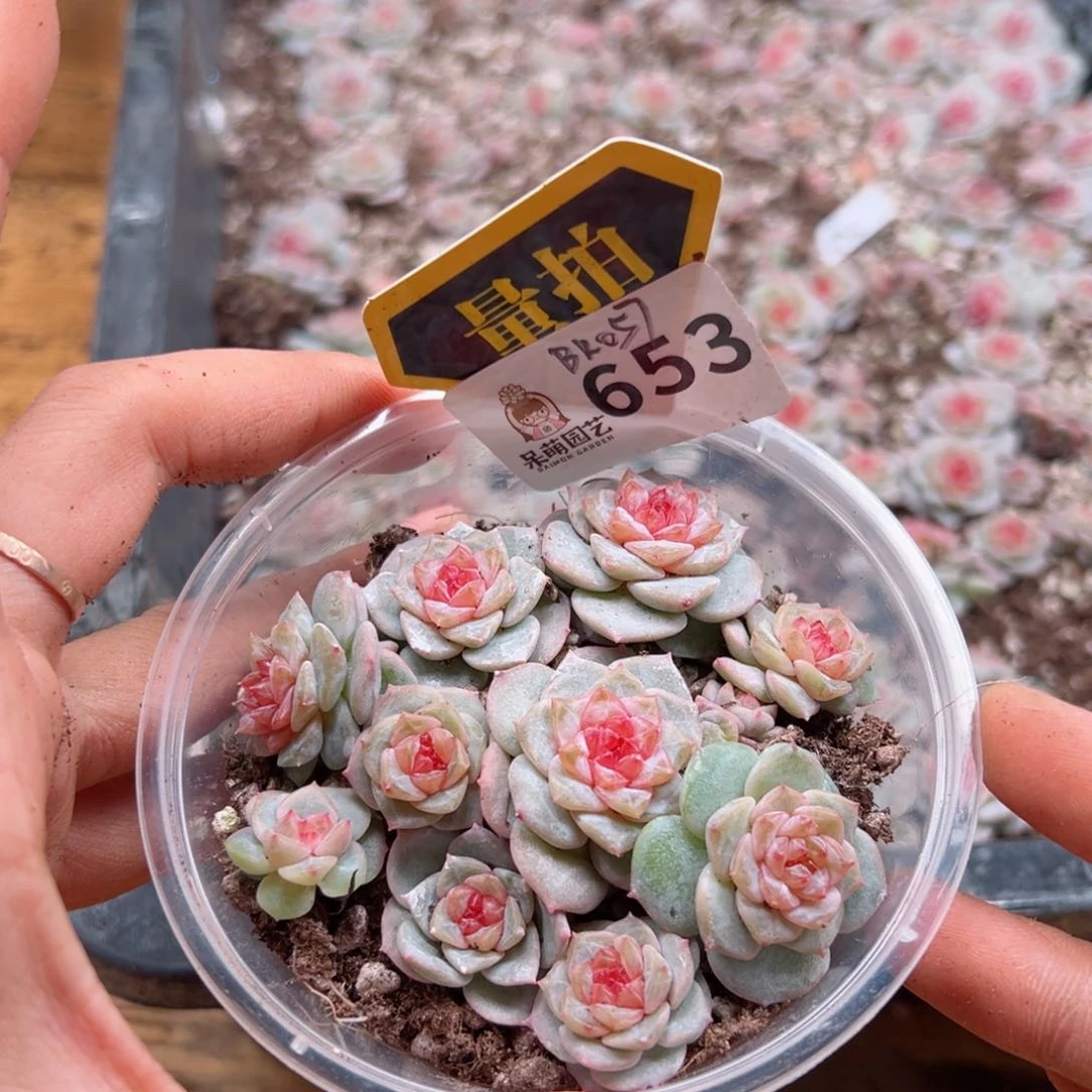 多肉植物多肉植物