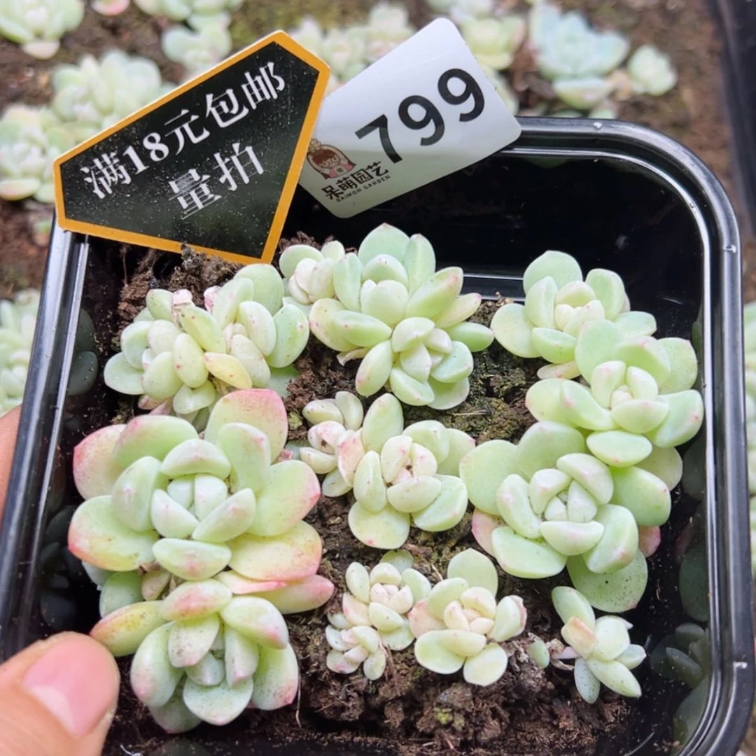 【闪购商品】多肉植物