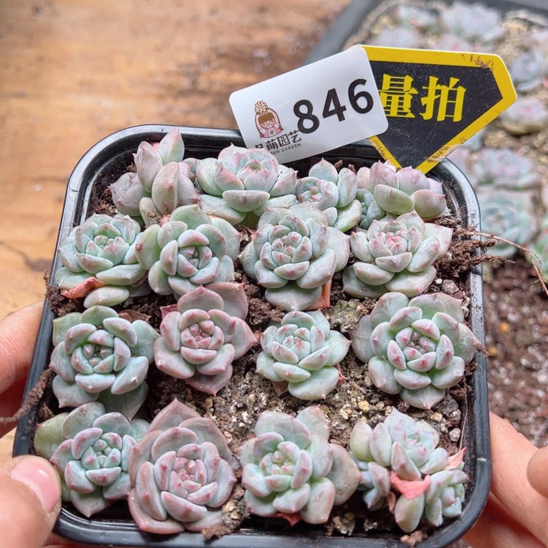 多肉植物多肉植物