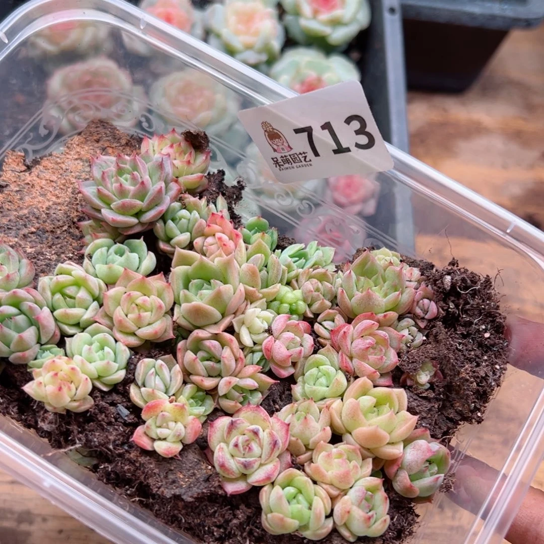 多肉植物多肉植物