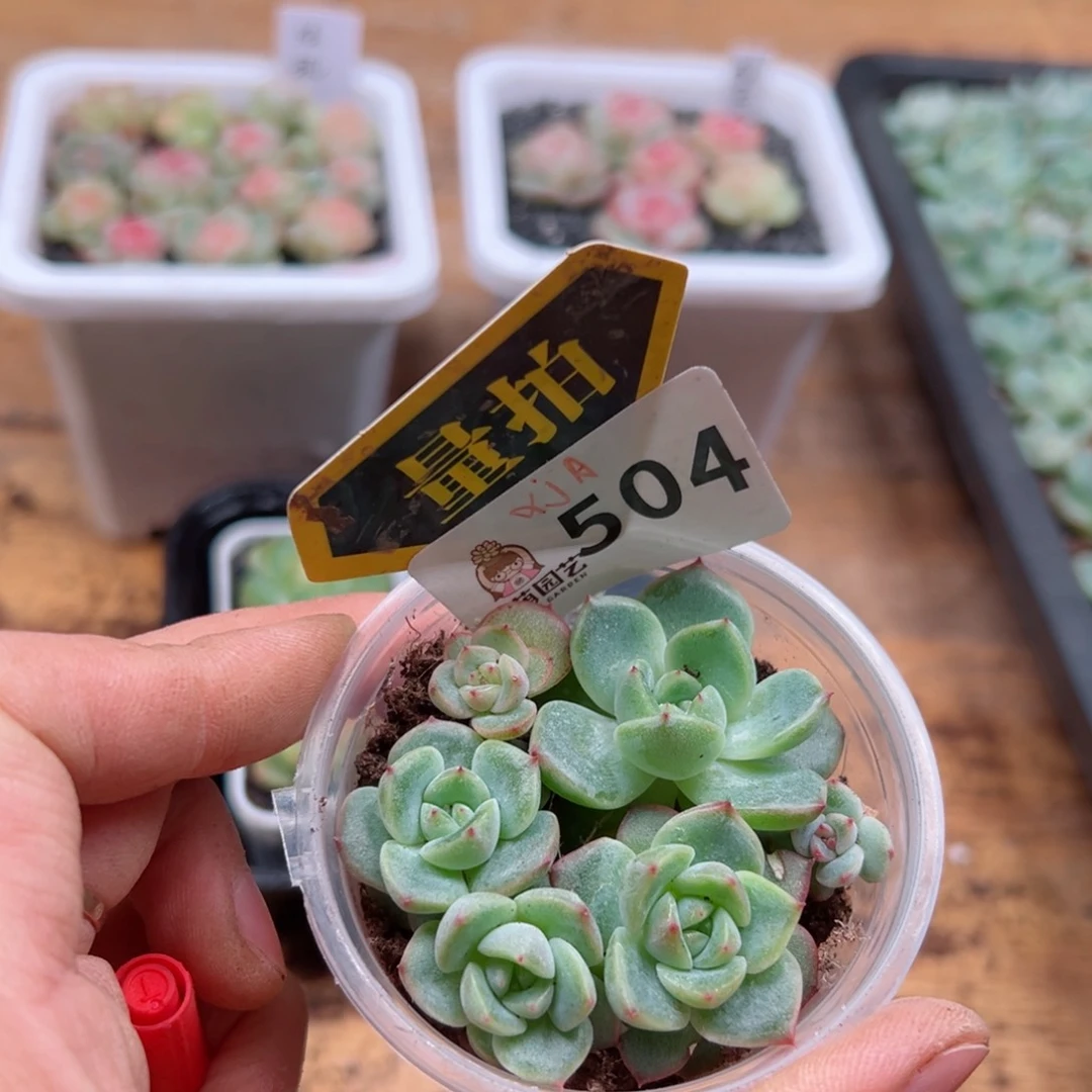 多肉植物多肉植物