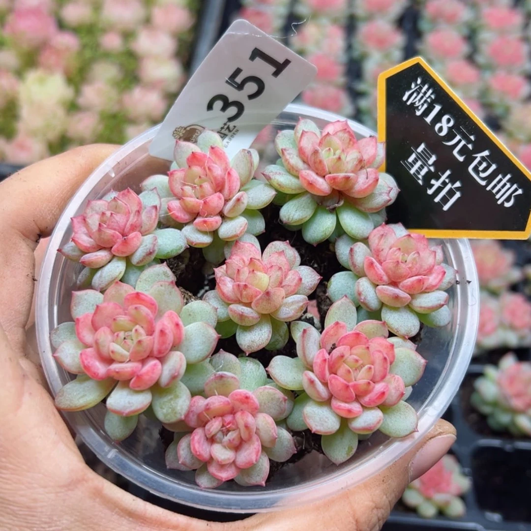 【闪购商品】多肉植物