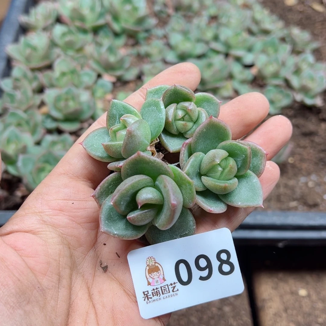 多肉植物多肉植物