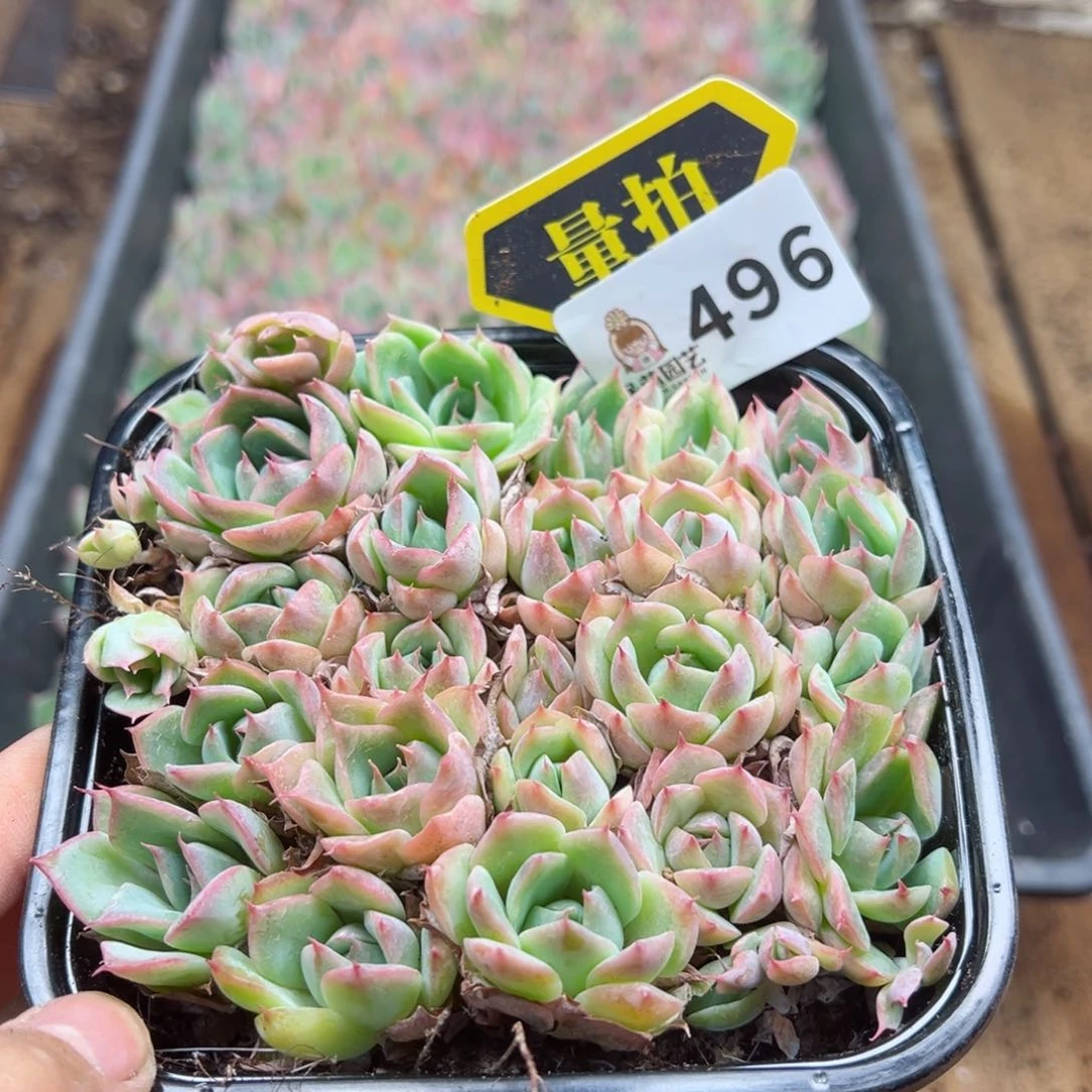 多肉植物多肉植物