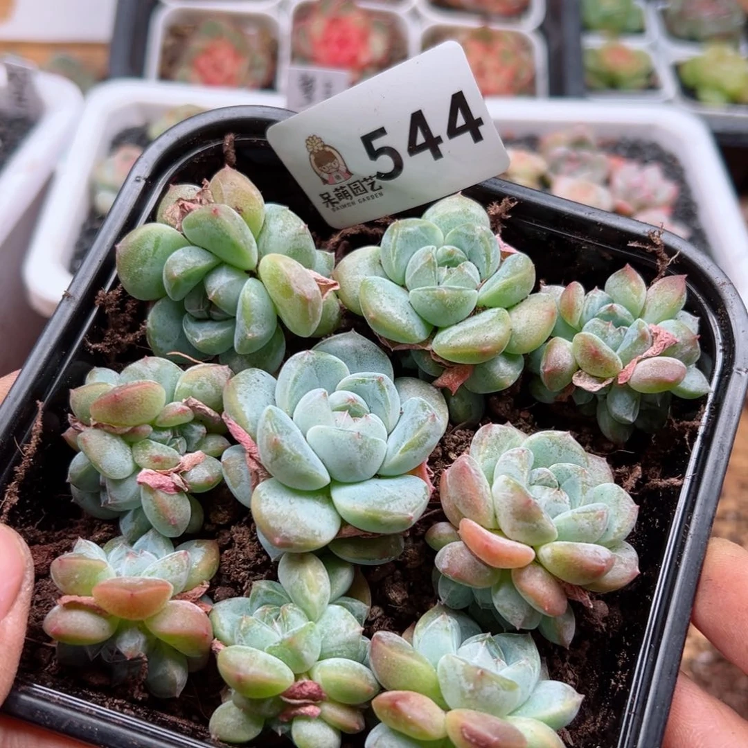 多肉植物多肉植物