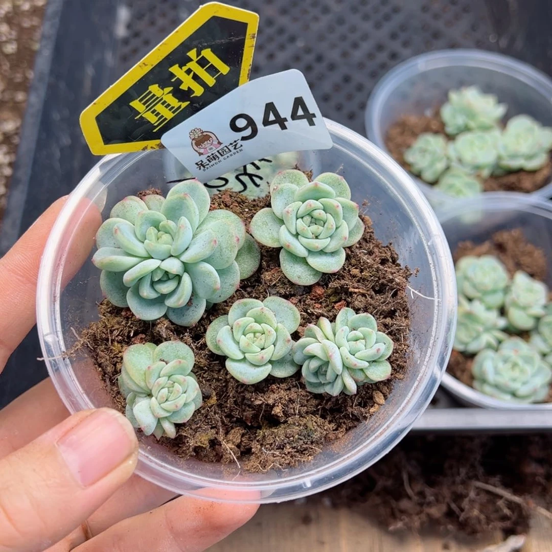 多肉植物多肉植物